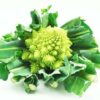 ART_rom014_1 Romanesco 8 Stück Kolli Deutschland