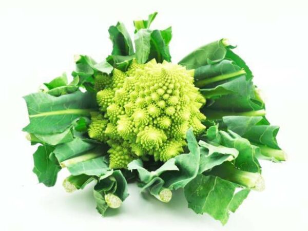 Romanesco  8 Stück Kolli  Deutschland