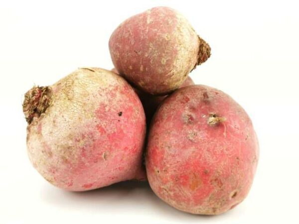 Chioggia Bete  5 kg Stiege lose  Deutschland