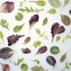 ART_sal059_1 Baby Leaf Mix 250 g Beutel Keltenhof Deutschland