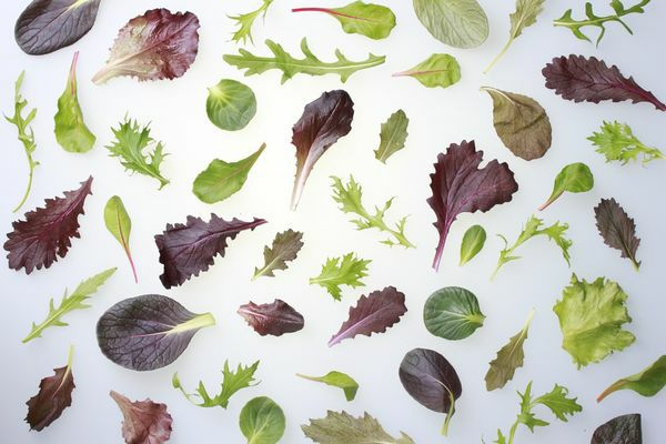 Baby Leaf Mix  250 g Beutel Keltenhof  Deutschland