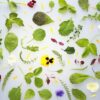 ART_sal061_1 Keltenhofer Wildkräutersalat 250 g Schale Deutschland