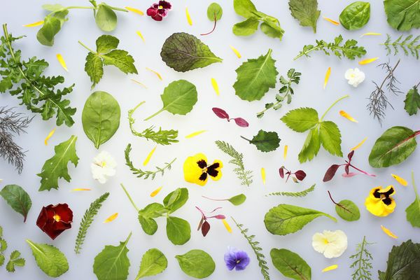 Keltenhofer Wildkräutersalat  250 g Schale  Deutschland