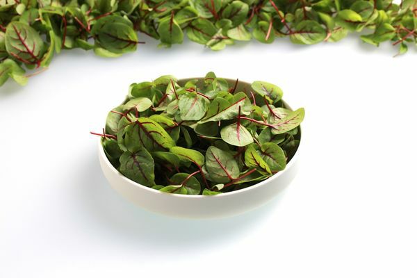 Micro Blutampfer handgeerntet  8 x 25 g Schale  Deutschland