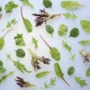 ART_sal070_1 Baby Leaf Little Champ 900 g Beutel Deutschland