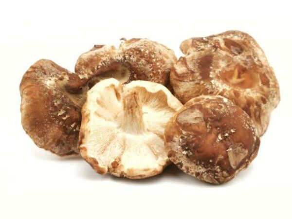 Shii Take Pilze 1 kg Kolli  Deutschland