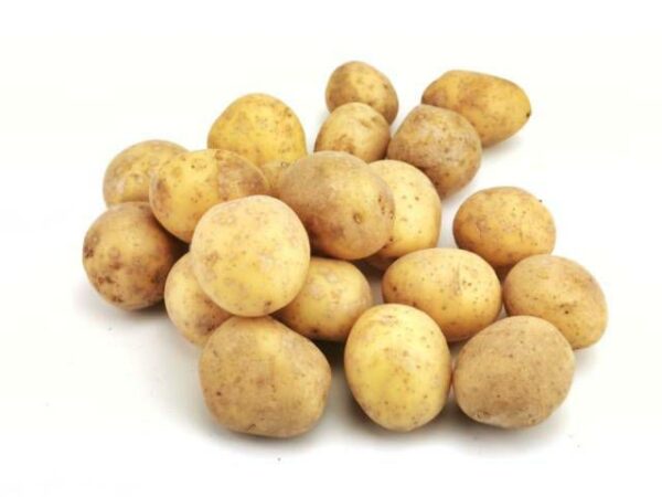 Kartoffel Agata Grenaille  10 kg Karton lose / Neue-Ernte  Frankreich