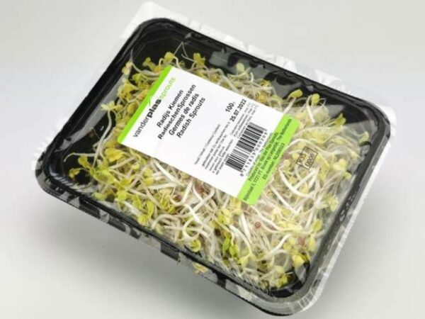 Radieschen Sprosse  8 x 100 g Schale  Niederlande