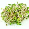 Sprosse China Rosé  1 kg Beutel  Niederlande