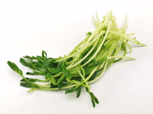 Green Peez Sprossen  1 kg Beutel  Niederlande