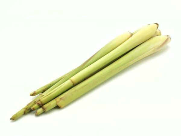 Zitronengras Lemongras  2 kg Kolli  Kenia