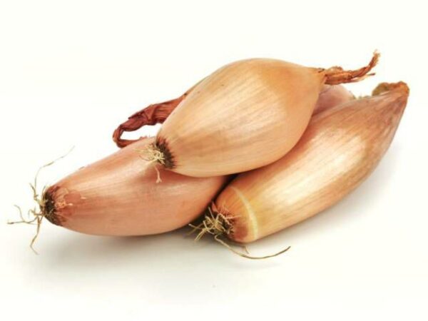 Bananen-Schalotten  5 kg Kolli lose  Frankreich