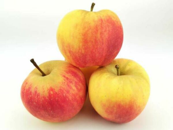BIO Apfel Deijonca  10 kg lose Kolli DE-ÖKO-001  Deutschland