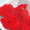 rote Rosenblüten essbar  8 x 60 g Schale  Deutschland