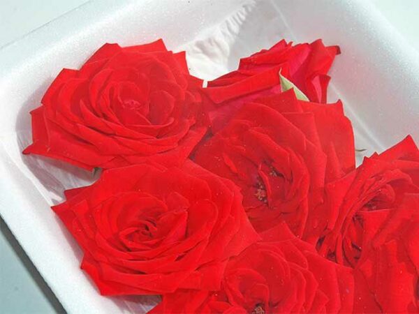rote Rosenblüten essbar  8 x 60 g Schale  Deutschland
