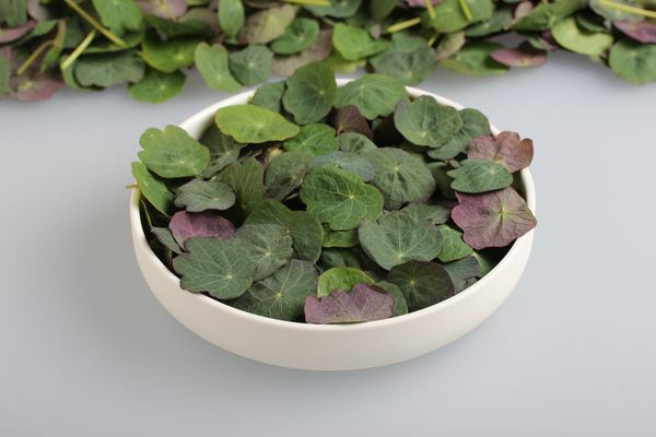 Micro Kapuzinerkresse Blätter   8 x 25 g Schale  Deutschland