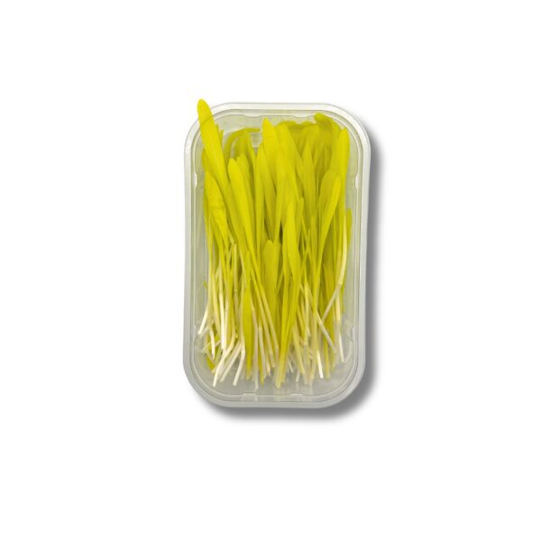 Mais Microgreens  50g Schale  Deutschland