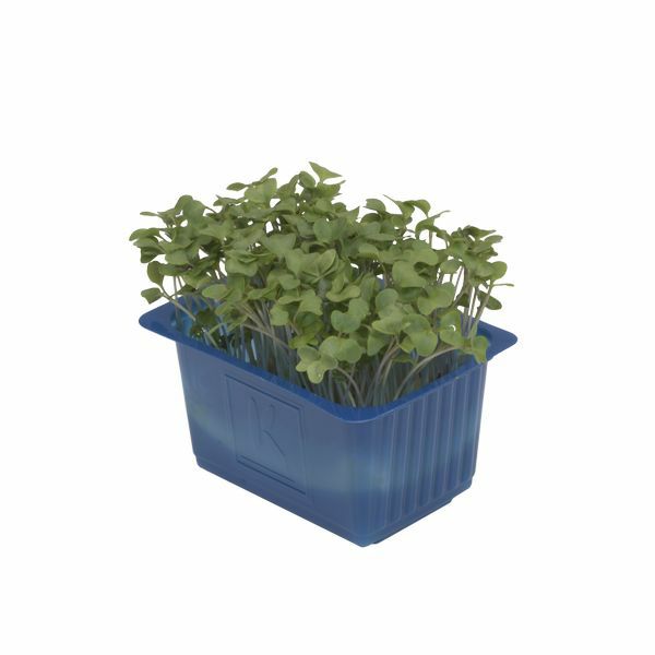 Brocco Kresse 16 xSchale  Niederlande