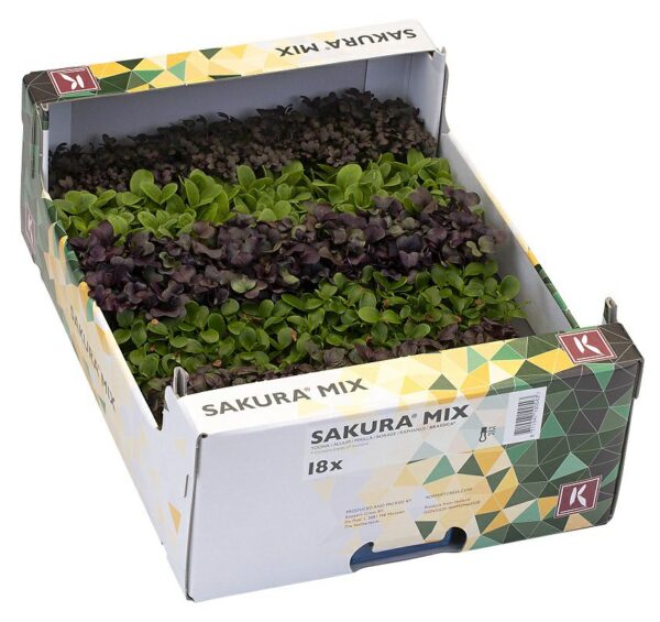 Sakura Kressemix  18er  Niederlande