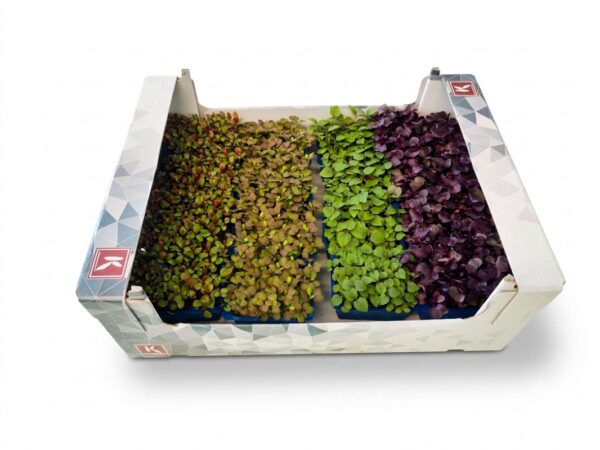 Asia Kresse Mix 16 x 100g Schale  Niederlande