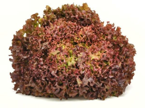 Lollo Rosso  9 Stück Kolli  Deutschland