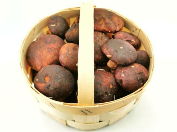 Maronen Pilze frisch 1 kg Korb lose  Polen