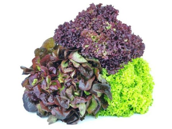 Mischsalat  9 Stück Kolli  Deutschland