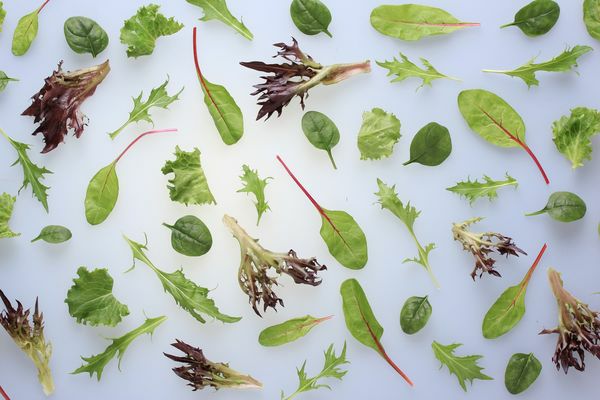 Baby Leaf Little Champ  900 g Beutel  Deutschland