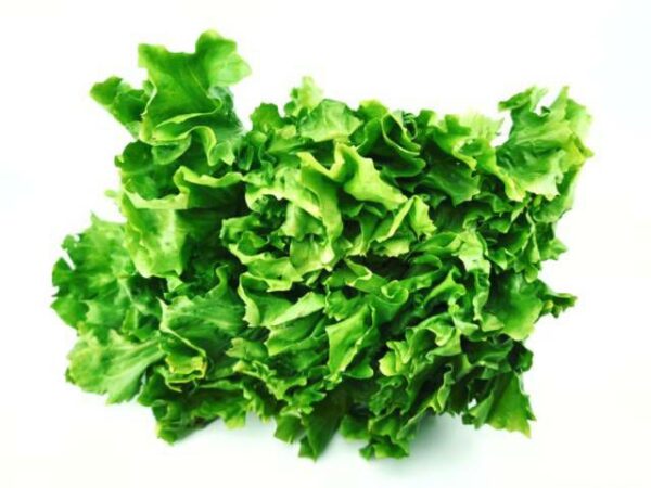 Endiviensalat  8 Stück Kolli  Deutschland