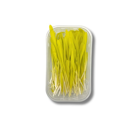 Mais Microgreens  50g Schale  Deutschland