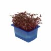 Scarlet - Kresse  16 x  Schale  Niederlande