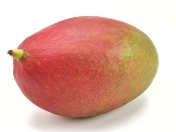 Mango Kent  9 Stück Karton  Brasilien